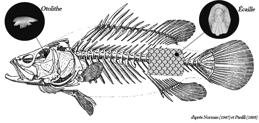 figure squelette fish